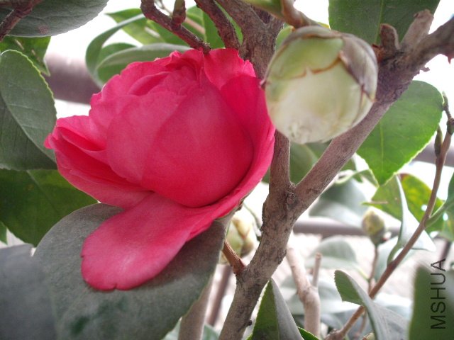 ���������ջ�