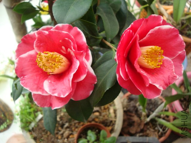 DSC09337.JPG