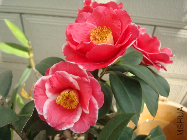 DSC09403.JPG