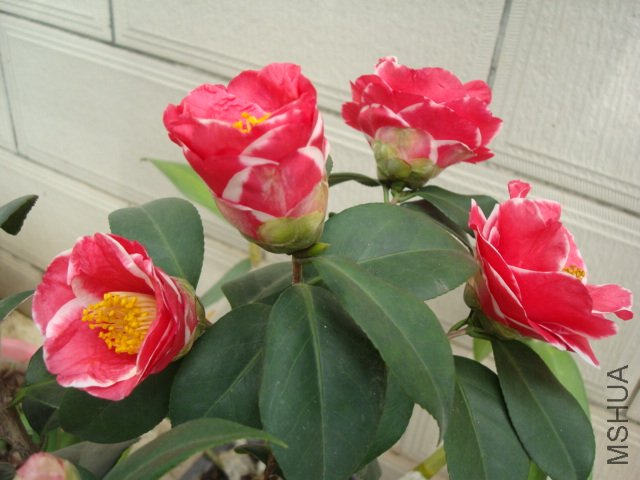 DSC09343.JPG
