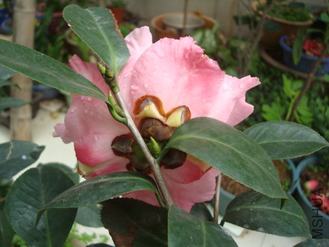 DSC09285.JPG