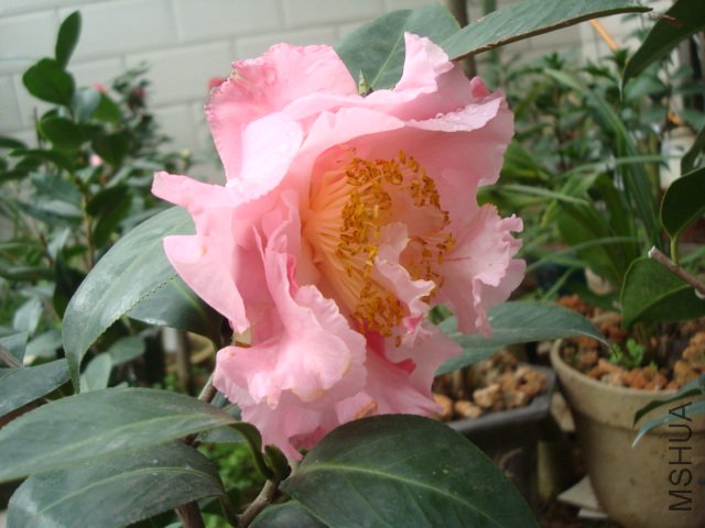 DSC09279.JPG