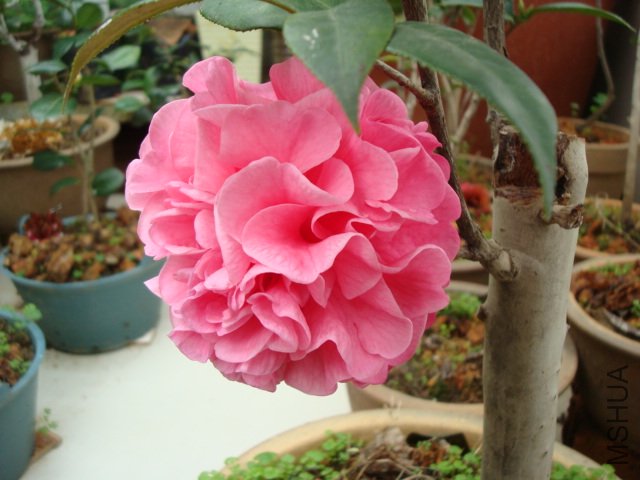 DSC09332.JPG