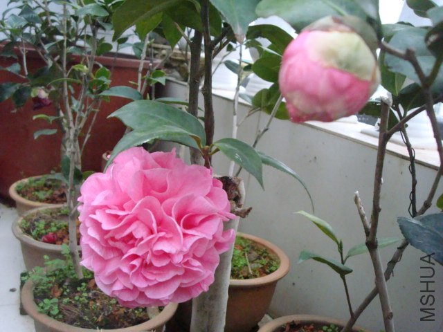 DSC09357.JPG