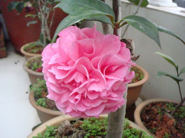 DSC09359.JPG