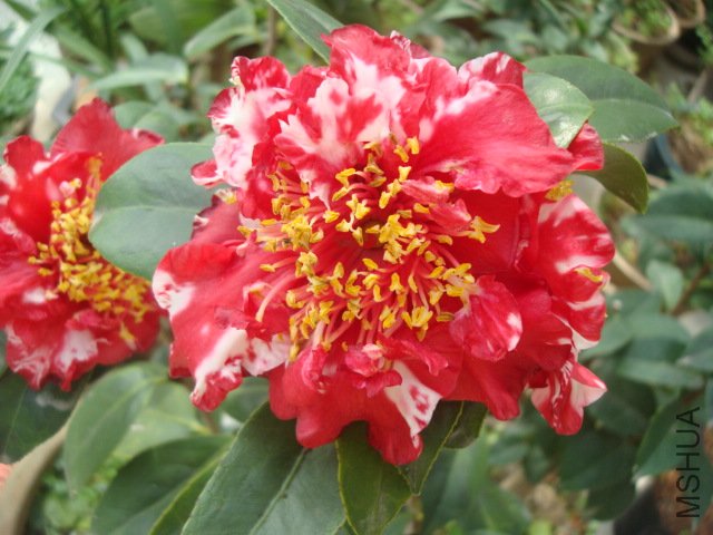 DSC09398.JPG