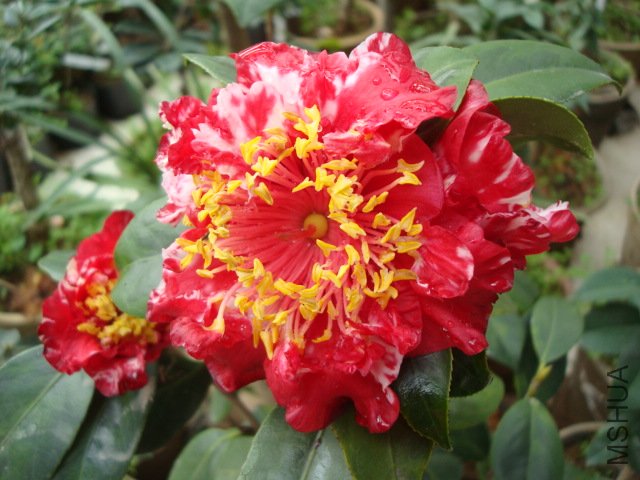 DSC09274.JPG