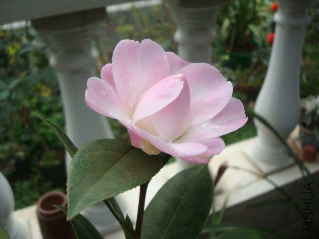 DSC09282.JPG
