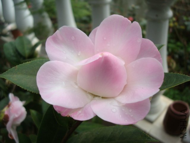 DSC09331.JPG