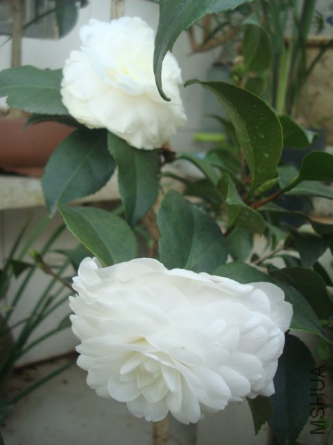 DSC09390.JPG