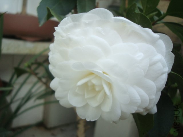 DSC09389.JPG