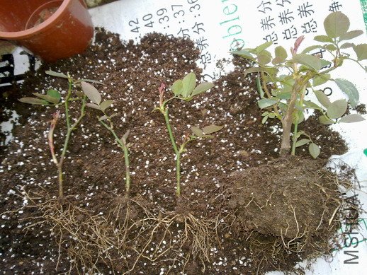 201001301536.jpg