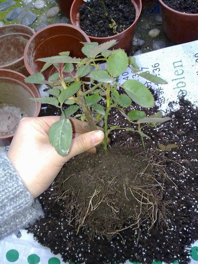 201001301538.jpg