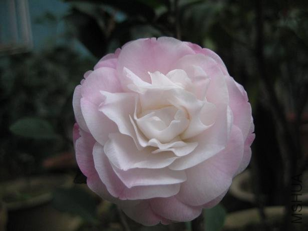 ��˹���� 031.jpg