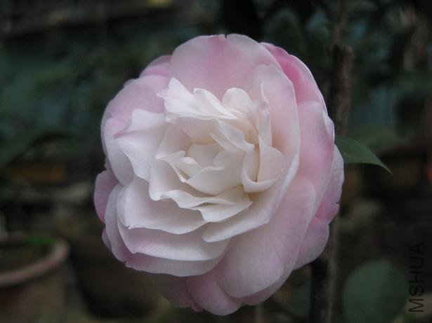 ��˹���� 030.jpg