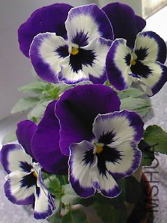 ��ɫ�� (3).jpg