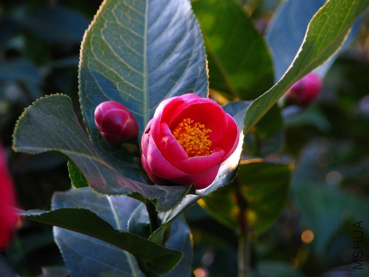 2010.02.09.���ѼҵĲ軨�� 051.jpg