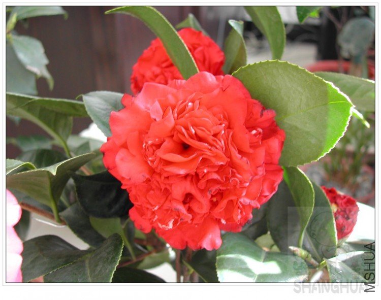 conew_dscn4113.jpg