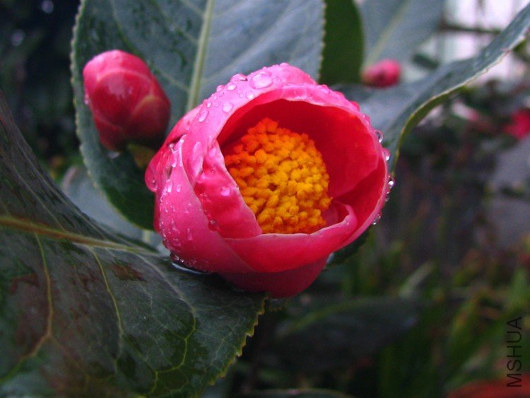 2010.02.09.���ѼҵĲ軨�� 011 1.jpg