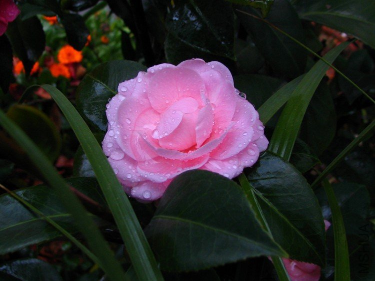 2010.02.09.���ѼҵĲ軨�� 001.jpg