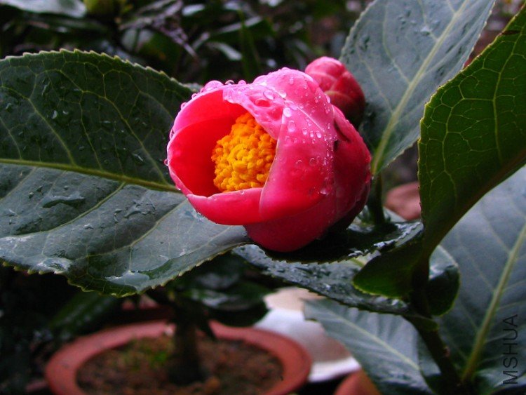 2010.02.09.���ѼҵĲ軨�� 010 1.jpg