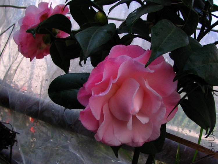 2010.02.09.���ѼҵĲ軨�� 036 1.jpg