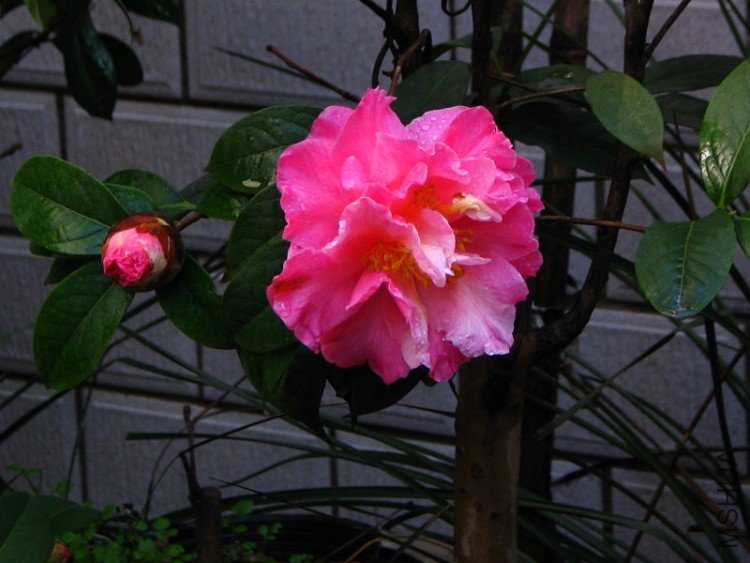 2010.02.09.���ѼҵĲ軨�� 030 1.jpg