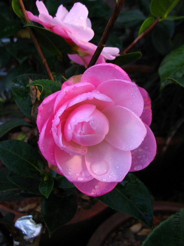 2010.02.09.���ѼҵĲ軨�� 039 1.jpg