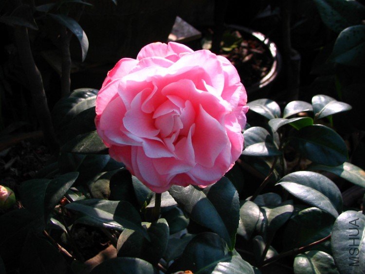 2010.02.09.���ѼҵĲ軨�� 020 1.jpg