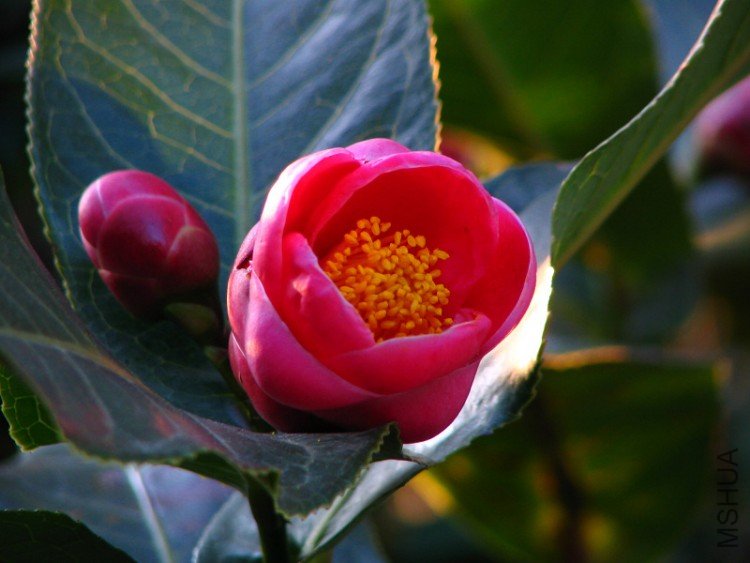 2010.02.09.���ѼҵĲ軨�� 050.jpg