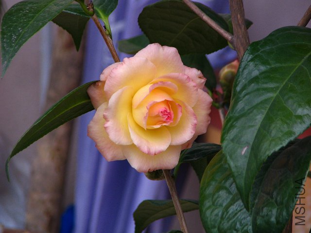 2010.02.07.���ѼҵĲ軨�� 012 1.jpg