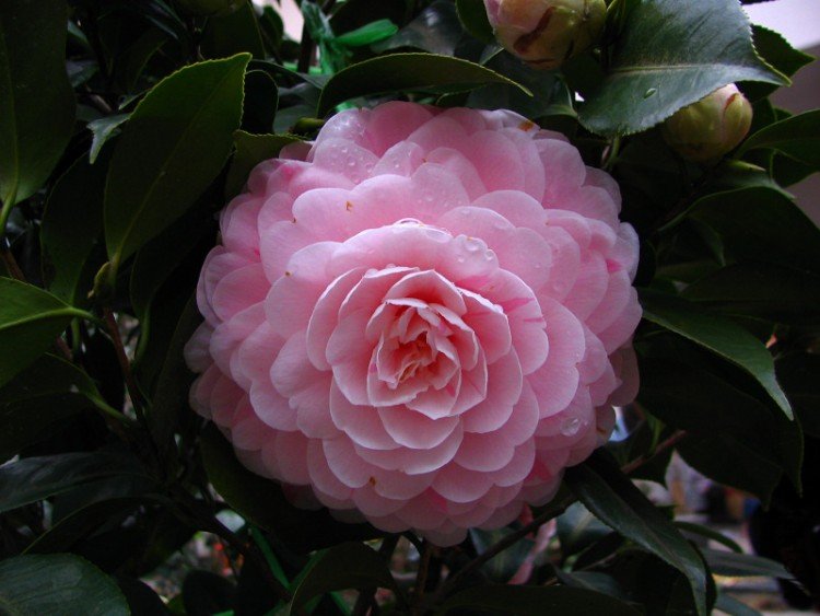 2010.02.07.���ѼҵĲ軨�� 028 1.jpg