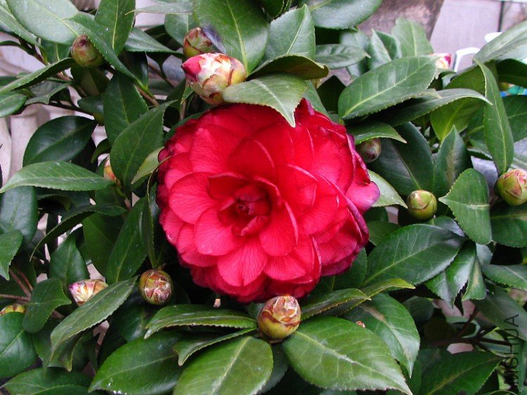 2010.02.07.���ѼҵĲ軨�� 029 1.jpg