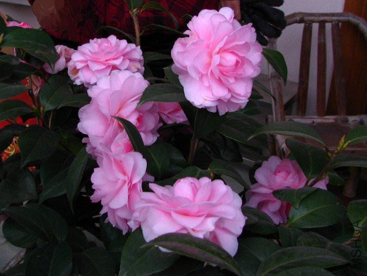 2010.02.07.���ѼҵĲ軨�� 022 1.jpg