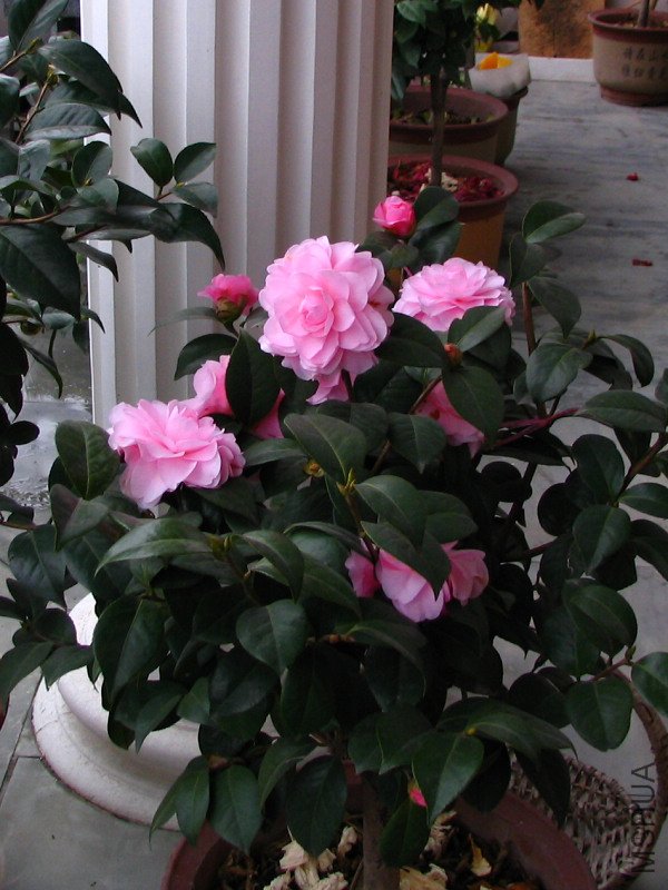 2010.02.07.���ѼҵĲ軨�� 026 1.jpg