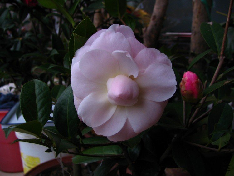 2010.02.07.���ѼҵĲ軨�� 016 1.jpg