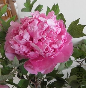 ĵ��002.jpg
