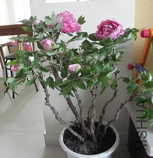 ĵ�� 001.jpg