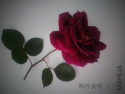 P2100693.JPG