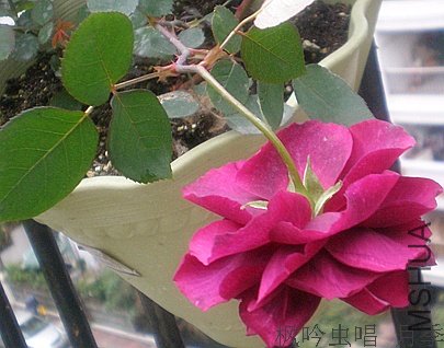 P2100687_����.jpg