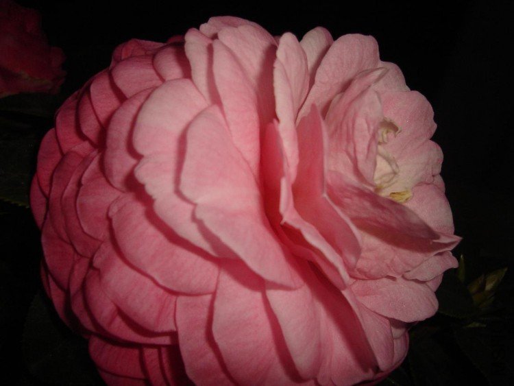 �ҵı������˻�����ɫ�������ǲ��ǹ��յ�ԭ��