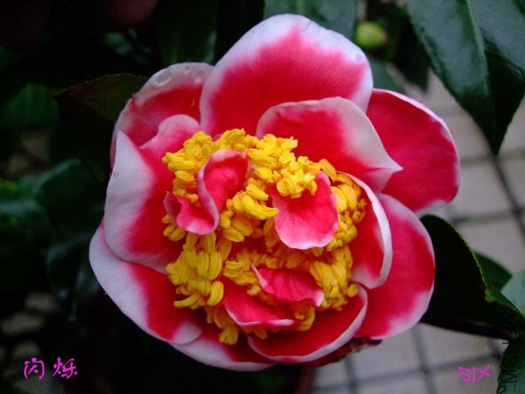 ��˸ 10-2-11(1).jpg