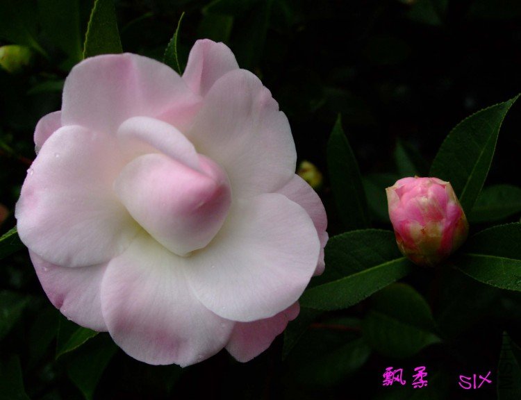 Ʈ�� 10-2-11 (4).jpg