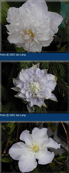 20090110_85d0a06d9d31b21025d2VKTZQhhoKNH3.jpg