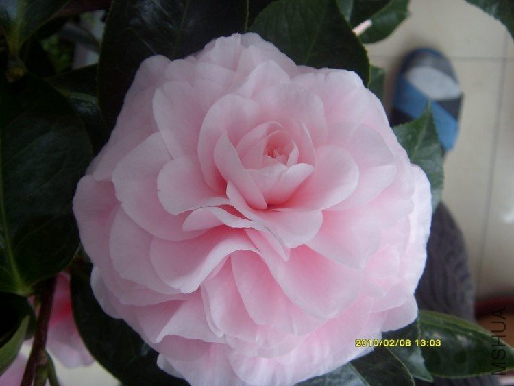 S73R0569.JPG