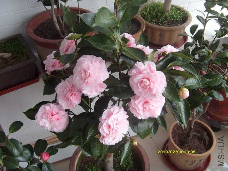 S73R0572.JPG