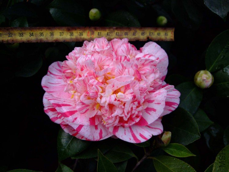 ��Ƭ10-2-12 01711.jpg