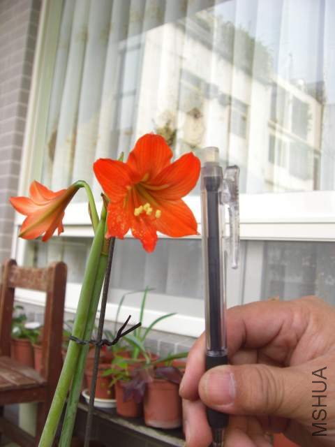 CIMG6149.jpg