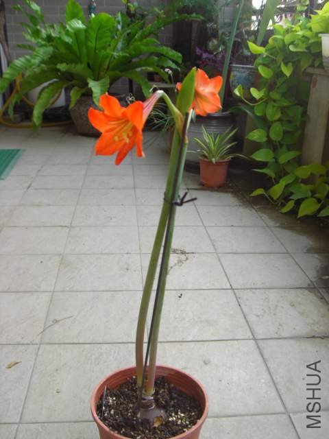 CIMG6156.jpg