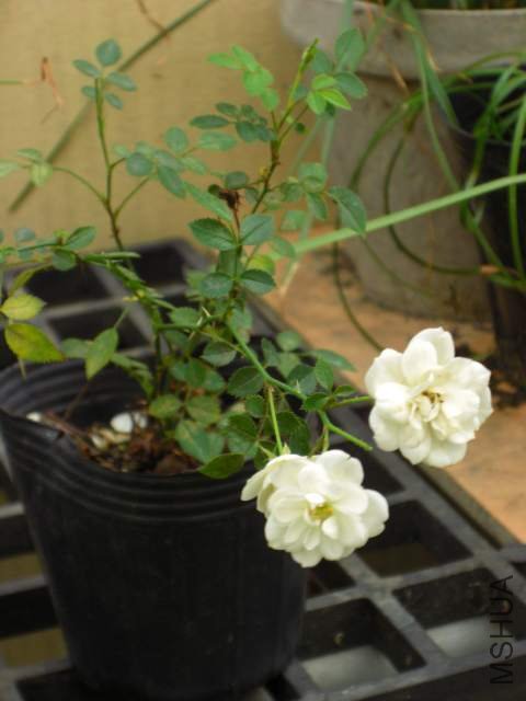CIMG6057.jpg